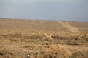 Goitered Gazelle Forage at Gobi Desert in Hami