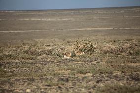 Goitered Gazelle Forage at Gobi Desert in Hami