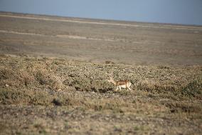 Goitered Gazelle Forage at Gobi Desert in Hami