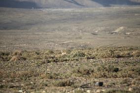 Goitered Gazelle Forage at Gobi Desert in Hami