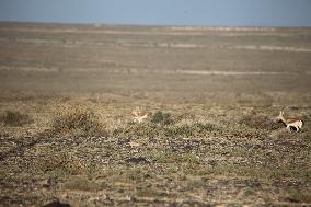 Goitered Gazelle Forage at Gobi Desert in Hami