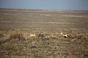 Goitered Gazelle Forage at Gobi Desert in Hami