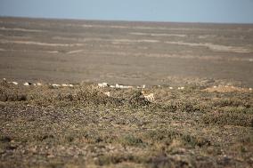 Goitered Gazelle Forage at Gobi Desert in Hami