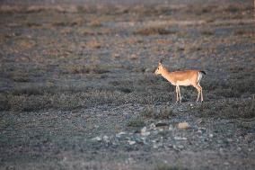 Goitered Gazelle Forage at Gobi Desert in Hami