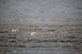 Goitered Gazelle Forage at Gobi Desert in Hami