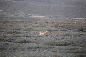 Goitered Gazelle Forage at Gobi Desert in Hami