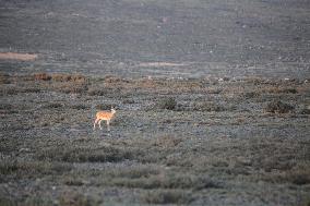 Goitered Gazelle Forage at Gobi Desert in Hami