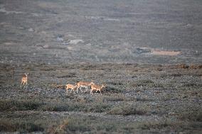 Goitered Gazelle Forage at Gobi Desert in Hami