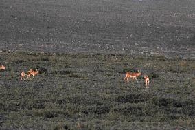 Goitered Gazelle Forage at Gobi Desert in Hami