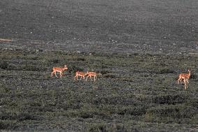 Goitered Gazelle Forage at Gobi Desert in Hami