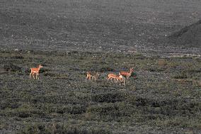 Goitered Gazelle Forage at Gobi Desert in Hami