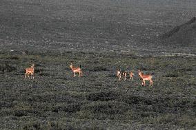 Goitered Gazelle Forage at Gobi Desert in Hami