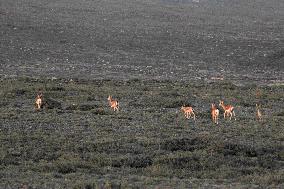 Goitered Gazelle Forage at Gobi Desert in Hami