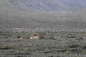 Goitered Gazelle Forage at Gobi Desert in Hami