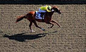 Thoroughbred Horse Racing At Woodbine Racetrack - September 1, 2024