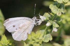 Cabbage Butterfly