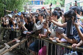 Celebrity Monkey at Qianlingshan Park Zoo in Guiyang