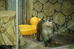 Celebrity Monkey at Qianlingshan Park Zoo in Guiyang