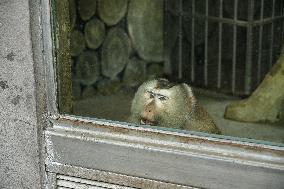 Celebrity Monkey at Qianlingshan Park Zoo in Guiyang