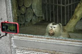 Celebrity Monkey at Qianlingshan Park Zoo in Guiyang