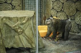 Celebrity Monkey at Qianlingshan Park Zoo in Guiyang