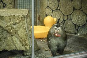 Celebrity Monkey at Qianlingshan Park Zoo in Guiyang