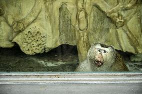 Celebrity Monkey at Qianlingshan Park Zoo in Guiyang