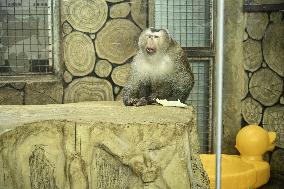 Celebrity Monkey at Qianlingshan Park Zoo in Guiyang