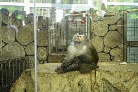 Celebrity Monkey at Qianlingshan Park Zoo in Guiyang