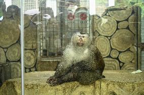 Celebrity Monkey at Qianlingshan Park Zoo in Guiyang