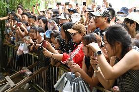 Celebrity Monkey at Qianlingshan Park Zoo in Guiyang