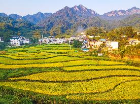 Layered Rice Terraces