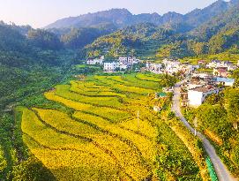 Layered Rice Terraces