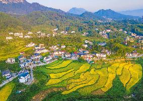 Layered Rice Terraces