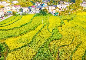 Layered Rice Terraces