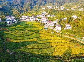 Layered Rice Terraces