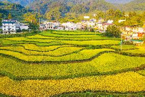 Layered Rice Terraces