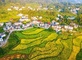 Layered Rice Terraces