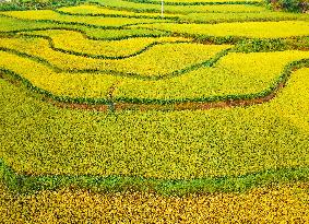 Layered Rice Terraces