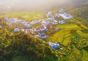 Layered Rice Terraces