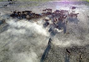 Wild Horses At Sultan Reedy National Park - Turkey