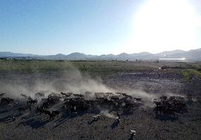 Wild Horses At Sultan Reedy National Park - Turkey