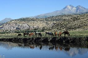 Wild Horses At Sultan Reedy National Park - Turkey