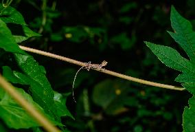 Baby Changeable Lizard (Calotes Versicolor) - Animal India