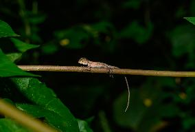 Baby Changeable Lizard (Calotes Versicolor) - Animal India