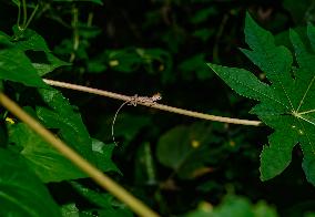 Baby Changeable Lizard (Calotes Versicolor) - Animal India