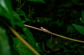 Baby Changeable Lizard (Calotes Versicolor) - Animal India