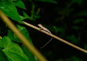 Baby Changeable Lizard (Calotes Versicolor) - Animal India