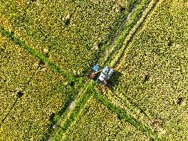 Rice Harvest in Yongzhou