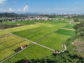 Rice Harvest in Yongzhou